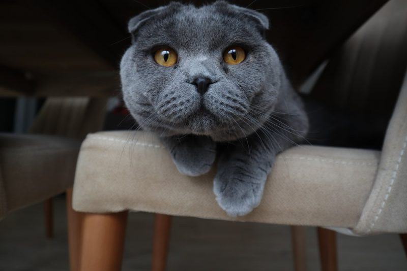 mèo dễ thương với đôi mắt to