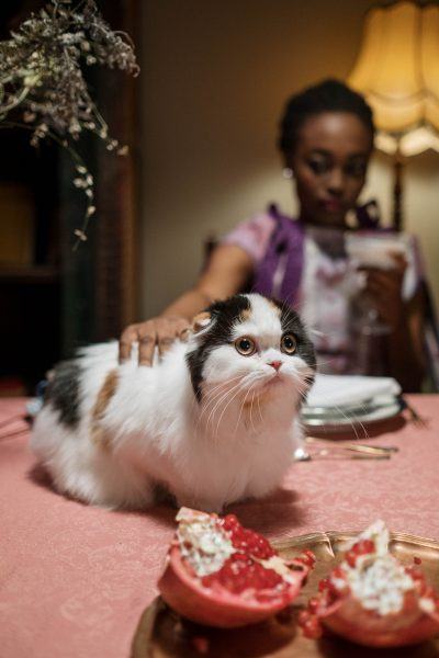 Hình ảnh chú mèo cụp tai ngoan ngoãn ngồi trên bàn