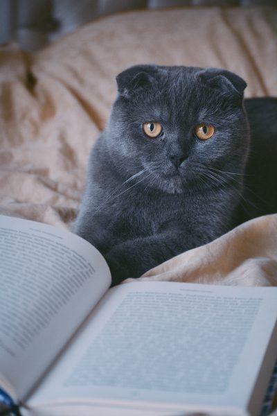 Hình ảnh chú mèo có đôi tai đang đọc sách