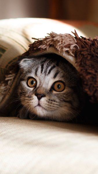 Hình ảnh mèo mướp trốn trong chăn