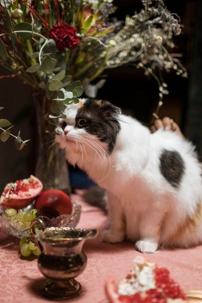Hình ảnh chú mèo tai cụp ngồi trên bàn tiệc