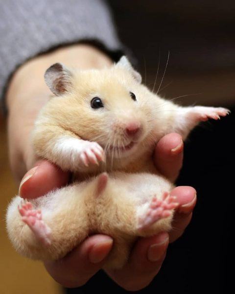 Hình ảnh của một con chuột đồng