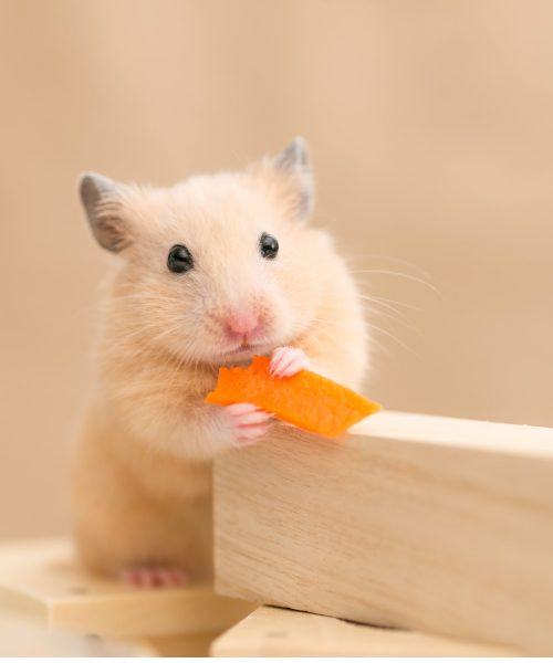 Hình ảnh Hamster ăn cà rốt
