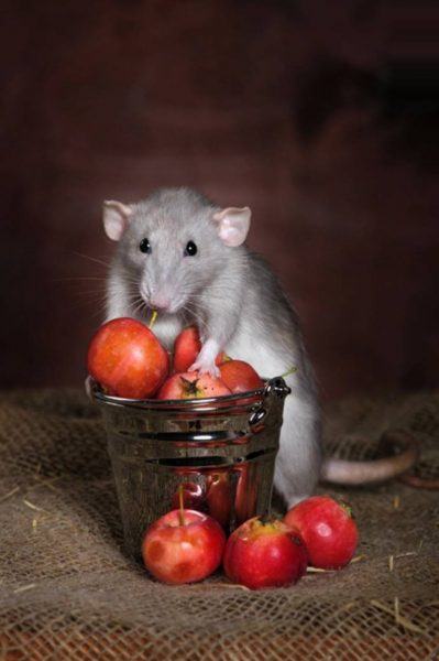 Hình ảnh Hamster trong giỏ trái cây