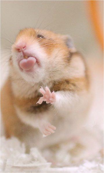 hình ảnh dễ thương của hamster