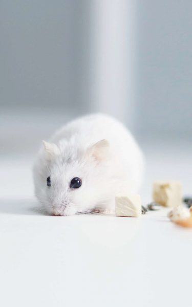 một hình ảnh của một con chuột hamster trắng