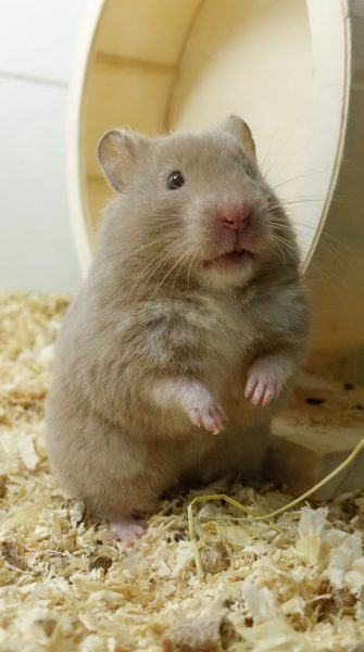 Hình ảnh Chuột Hamster Béo