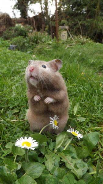 Hình ảnh chú chuột hamster bên bông hoa cúc