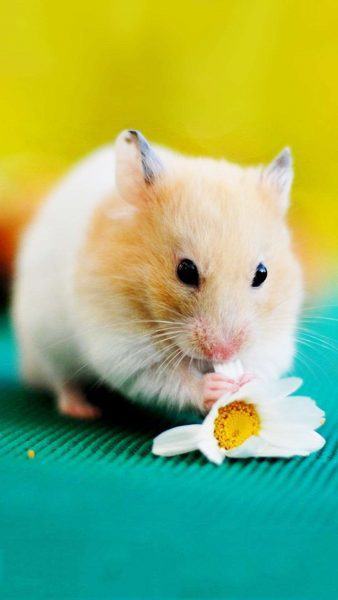 hình ảnh hamster cắn mình trên bông hoa