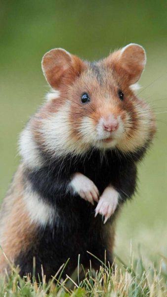 hình ảnh của một con chuột đồng calico