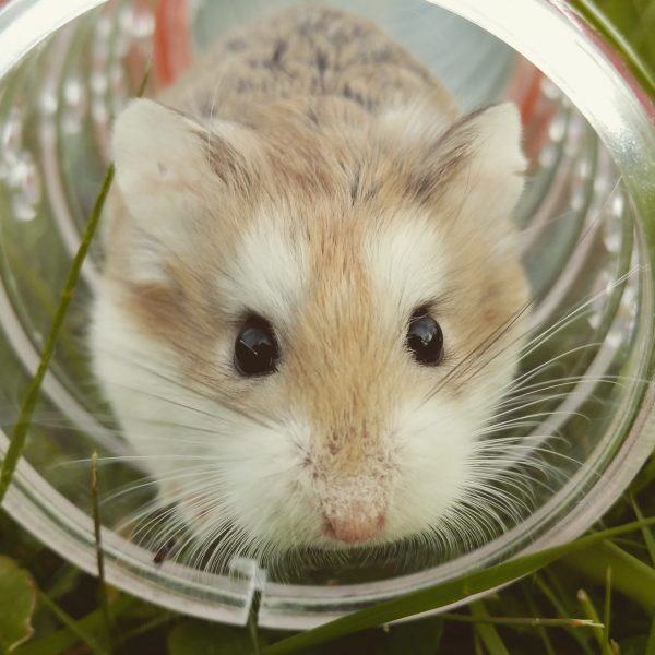 Hình ảnh chuột hamster với đôi mắt phát sáng