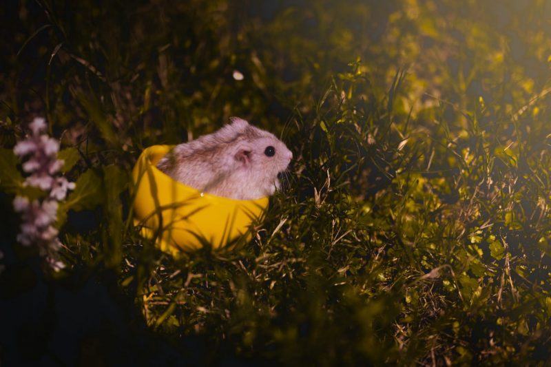 một hình ảnh của một con chuột đồng trong một cái bát màu vàng