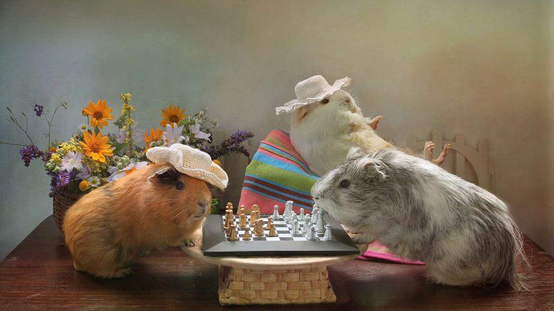 Hình ảnh Hamster chơi cờ