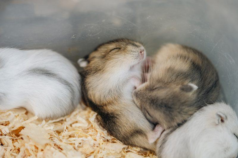 Những hình ảnh đẹp nhất về hamster