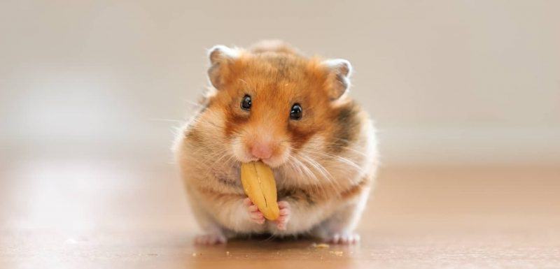 hình ảnh hamster đang ăn