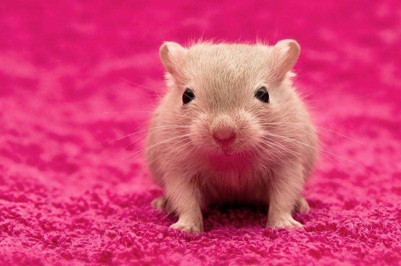 Hình ảnh con chuột đồng trên nền màu hồng