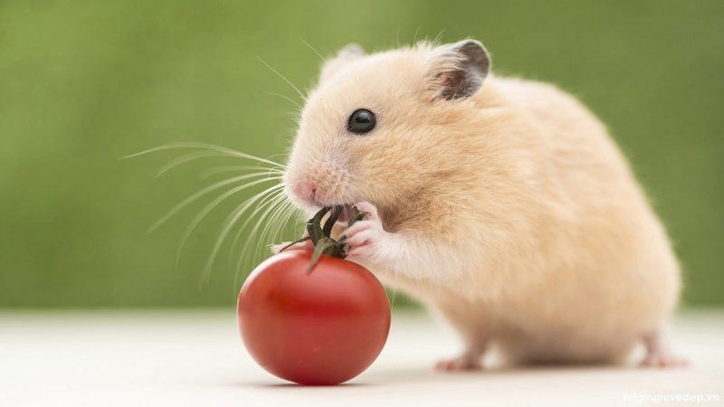 Chuột đồng và cà chua đỏ