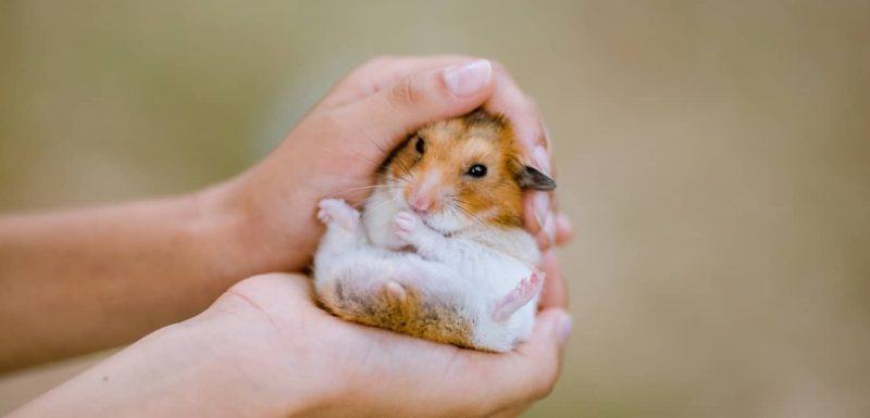 Hình ảnh những chú Hamster dễ thương nhất
