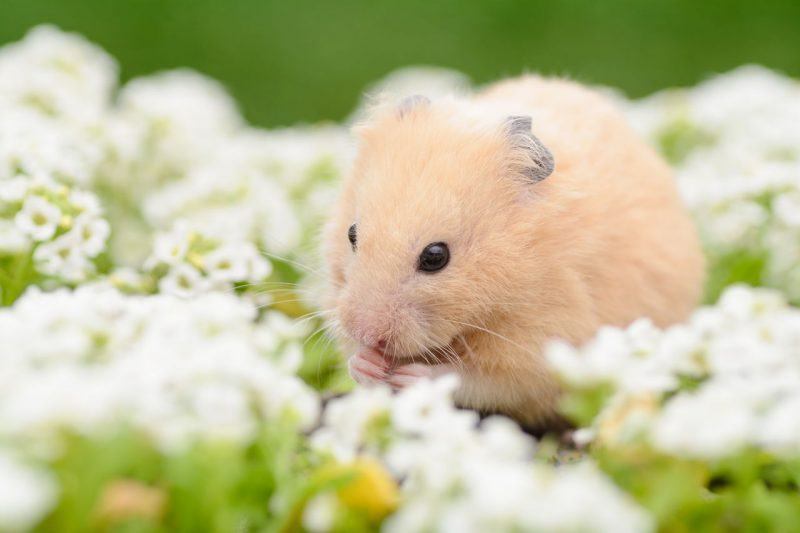 Một hình ảnh rất tươi sáng của Hamster