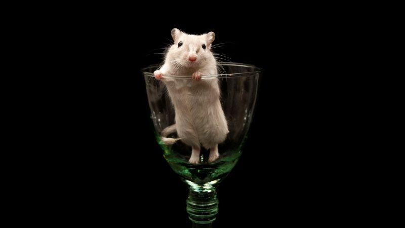 hình ảnh hamster đứng trong ly rượu