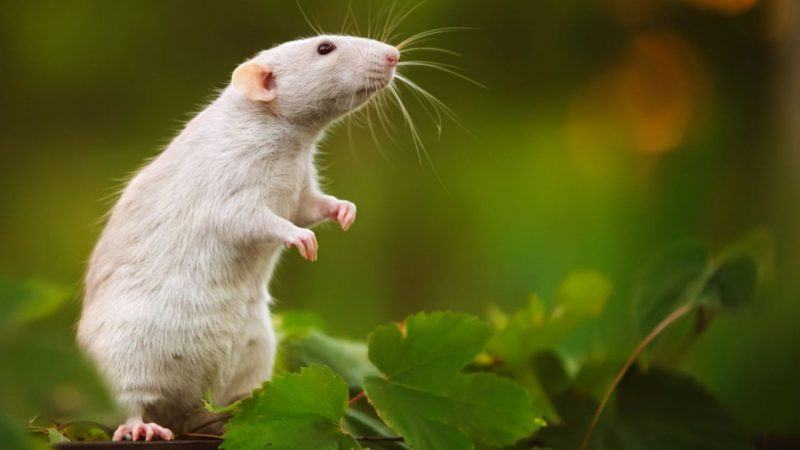 Hình ảnh hamster hòa mình vào thiên nhiên
