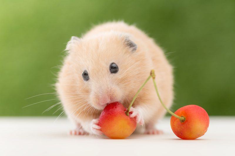 Hình ảnh hamster đang ăn quả anh đào