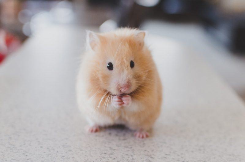 Một chú chuột hamster vẽ tay rất dễ thương