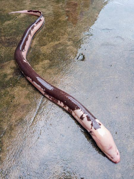 Lươn độc nhất thế giới