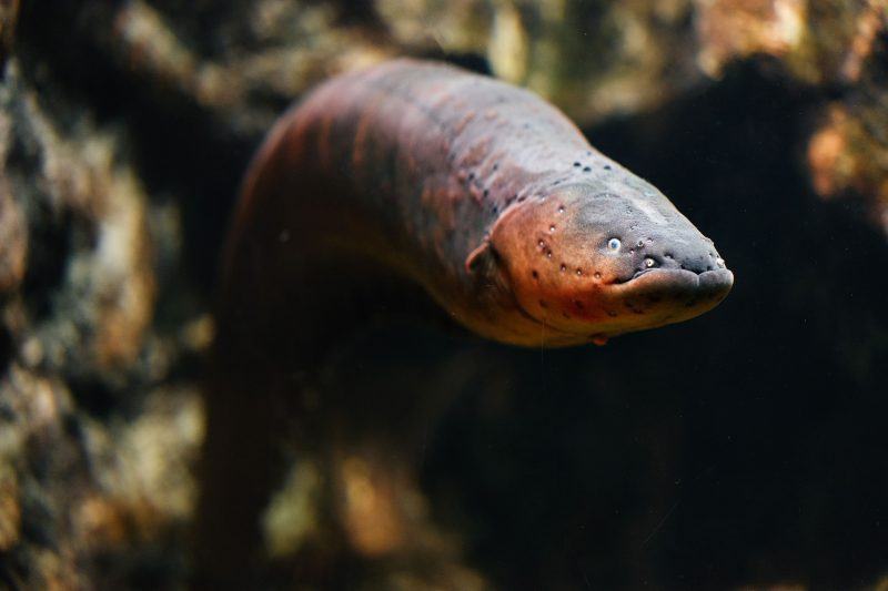 Một bức ảnh rất đẹp về con lươn điện