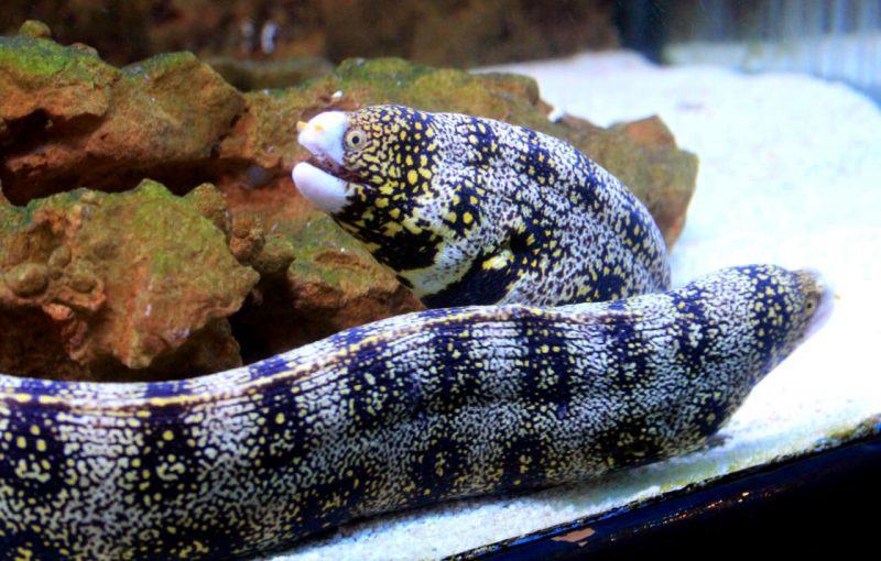 hình ảnh con lươn có bộ da đặc biệt