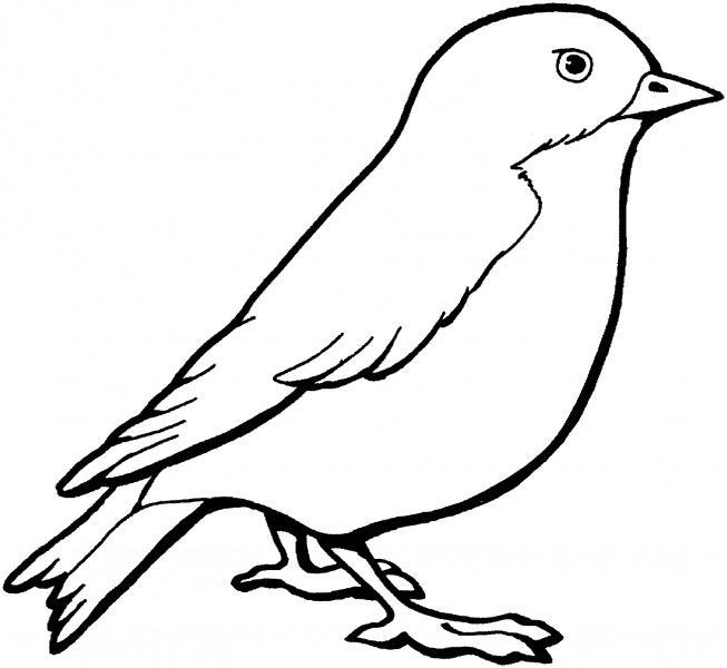 Hướng dẫn cách vẽ chim bồ câu đơn giản với 9 bước cơ bản  Group Kiến Trúc  Sư Việt Nam