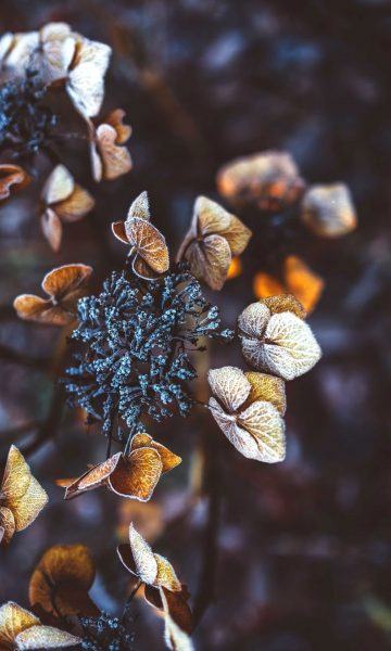 một hình ảnh của một cây nho với hoa khô
