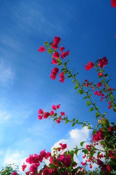 một bức tranh về bầu trời với hoa giấy đỏ thẫm