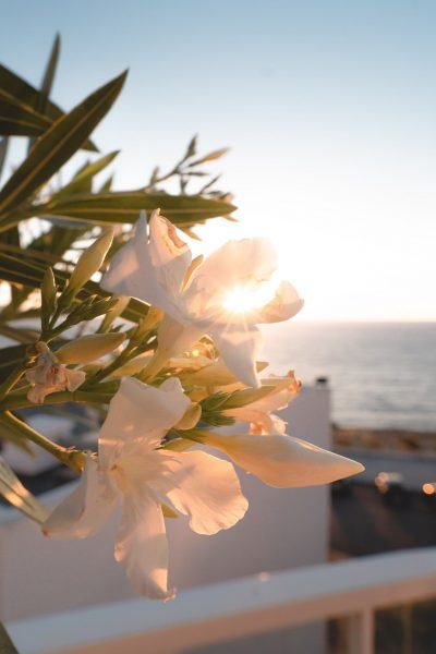 một bức tranh về bầu trời và những bông hoa trắng đang nở rộ