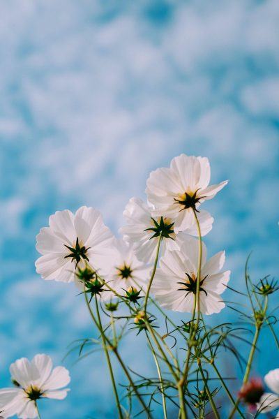 một bức tranh về thiên đường và những bông hoa trắng