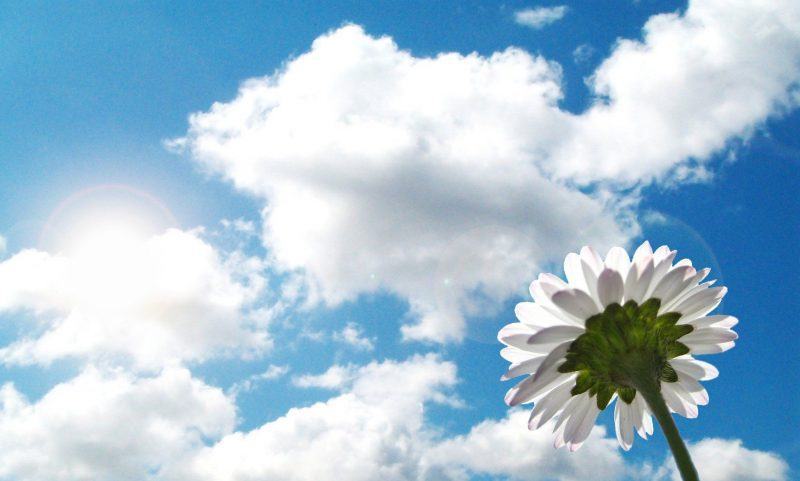 một bức tranh về bầu trời với hoa và mây trắng