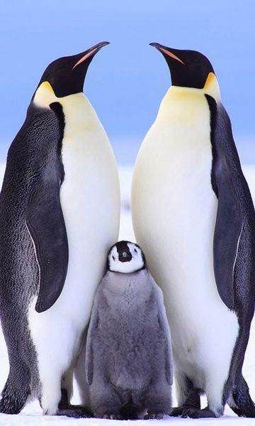 hình ảnh động vật dễ thương gia đình chim cánh cụt
