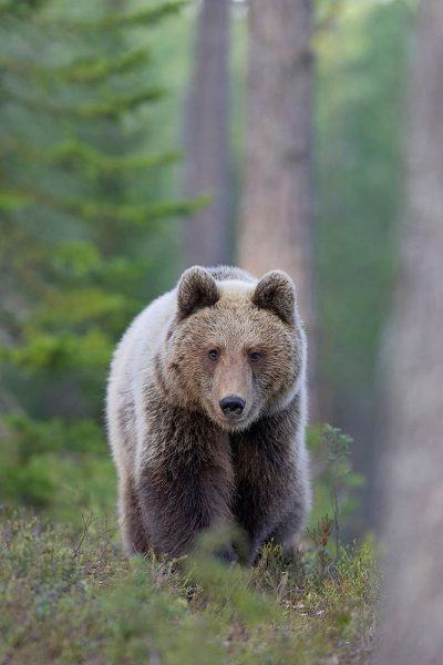 ảnh động vật dễ thương gấu xám đi dạo trong rừng