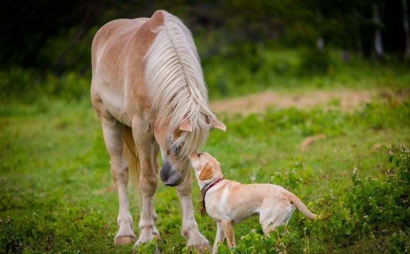 hình ảnh động vật đẹp ngựa và chó