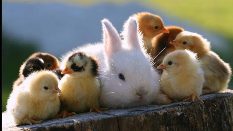 hình ảnh động vật dễ thương thỏ và vịt