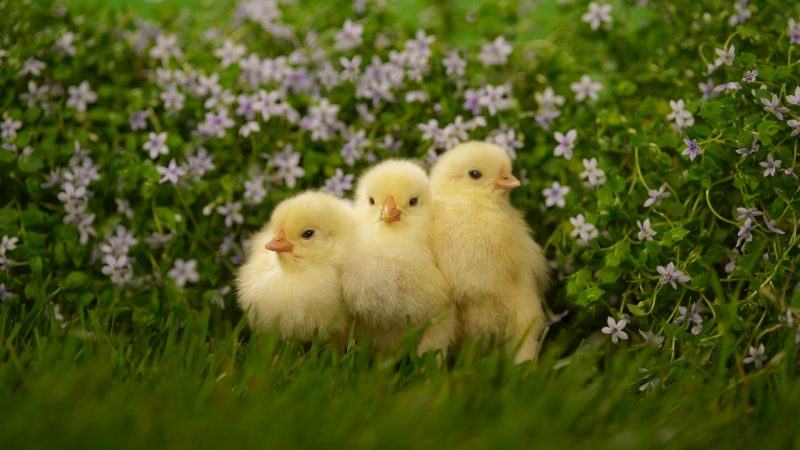 Hình ảnh động vật dễ thương 3 chú gà con