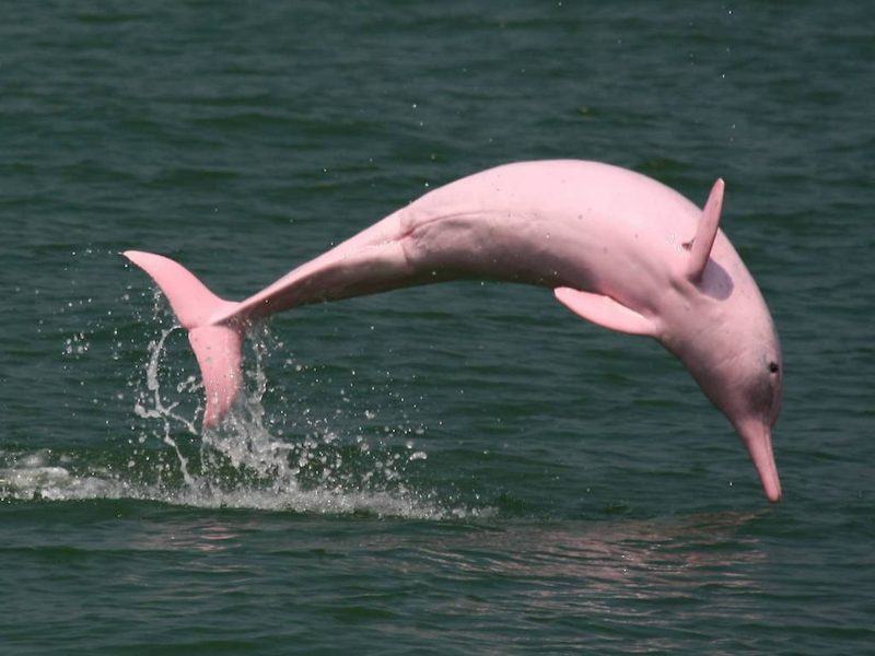 Hình ảnh cá heo hồng