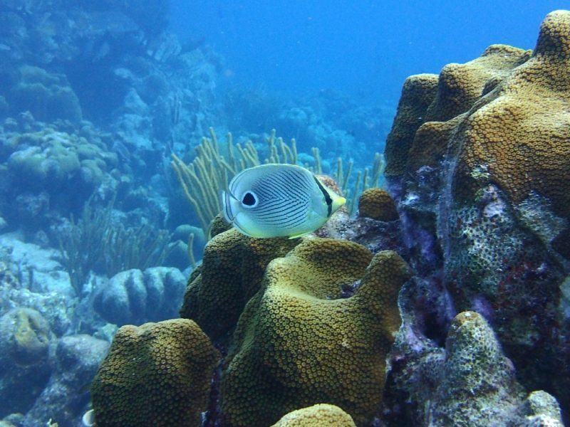 hình ảnh bể cá xanh và san hô