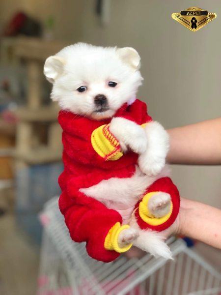 hình ảnh của một con chó xù trong bộ đồ màu đỏ