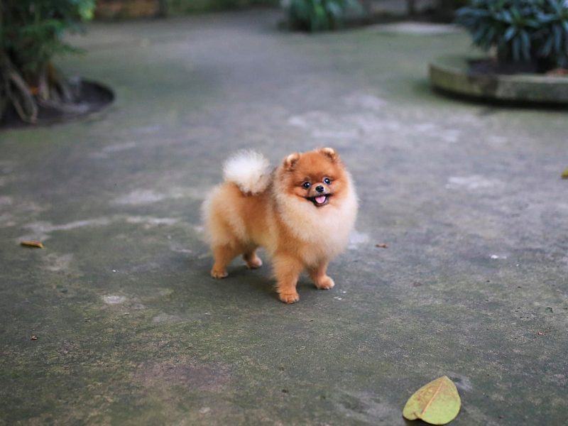 Hình ảnh một con chó trong một khu vườn đẹp