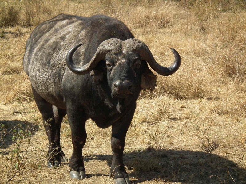 hình ảnh của một con bò rừng lớn trong thảo nguyên