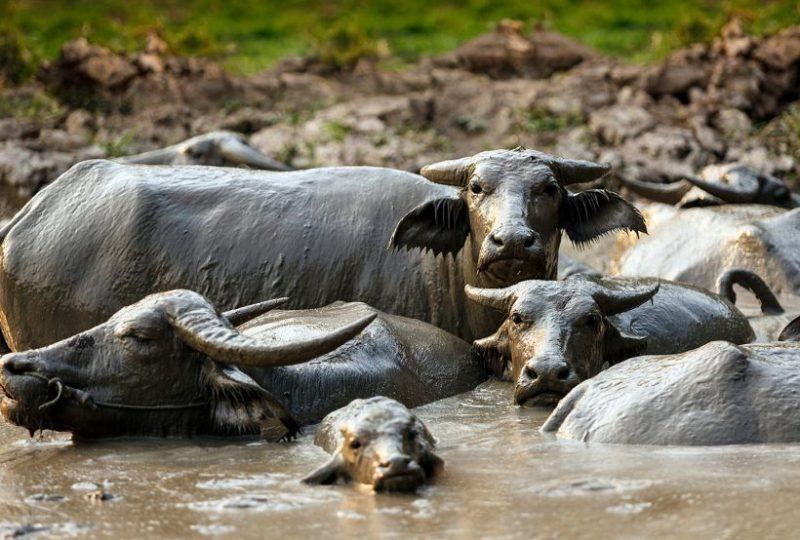 hình ảnh bò rừng và bò rừng đi dạo trong nước
