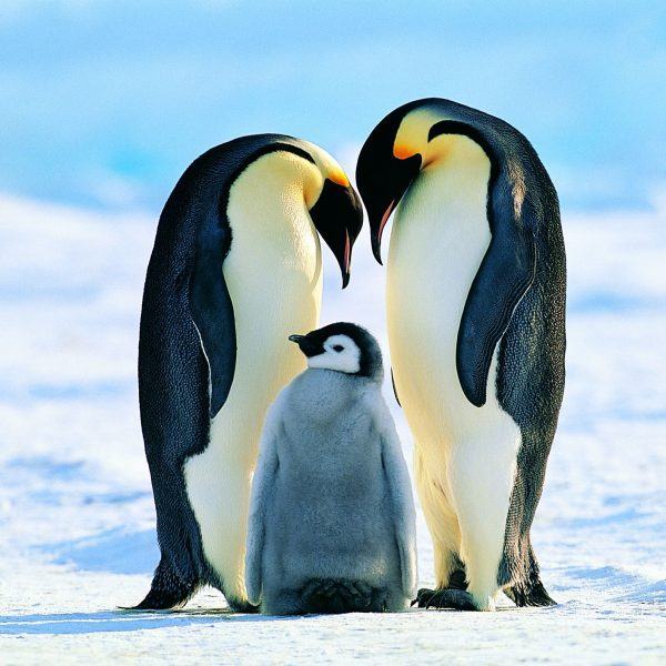 hình ảnh chim cánh cụt cha mẹ và con