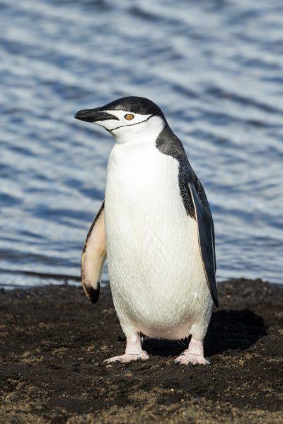 hình ảnh chim cánh cụt đứng trên bãi biển