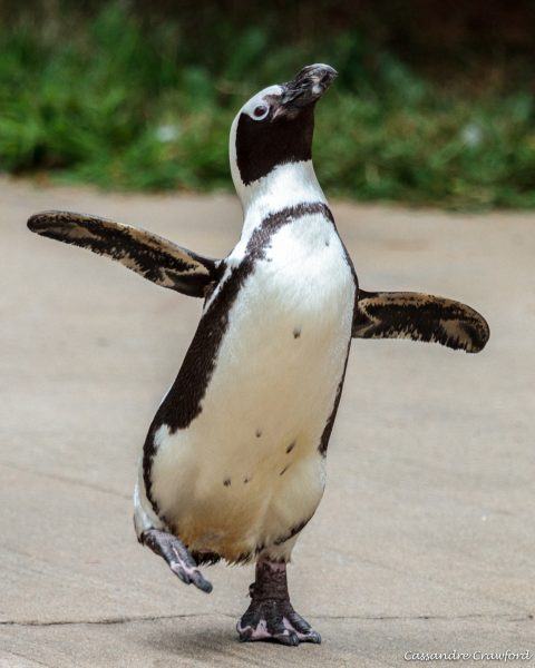hình ảnh chim cánh cụt nhảy múa
